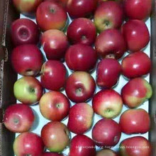 Fresh Fruit Red FUJI Apple